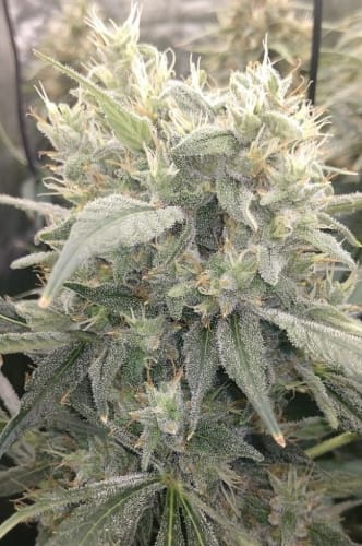 Sativa – Beginning of November – Super Strength – Malawi x Panama strain – image 2 – from Ace Seed bank via Seed City