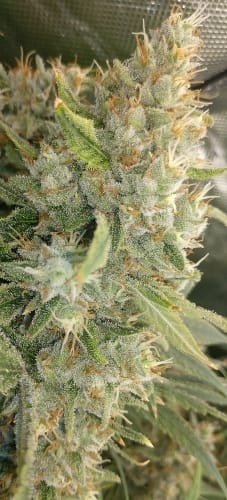showing Super Strength – Sativa – 12/12 Photoperiod – image 4 – Seed City