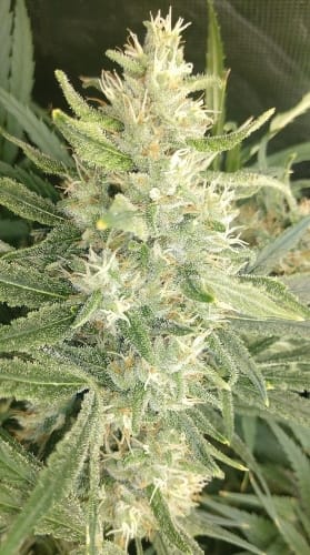 Malawi x Panama by Ace Seed bank – Dairy – Resistant to High Temperature – Regular – image 5 – Seed City