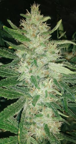 12/12 Photoperiod – Regular – Indoor – Malawi x Panama strain – image 6 – from Ace Seed bank via Seed City