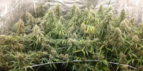 Malawi x Panama cannabis seeds – Dairy – Beginning of November – Super Strength – image 8 from Seed City