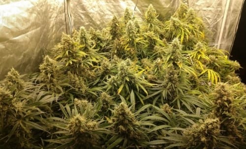 Image 9 of Malawi x Panama cannabis by Ace Seed bank – Super Strength – Indoor – Regular – Seed City