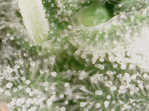 showing Indoor – Beginning of November – Super Strength – image 10 – Seed City