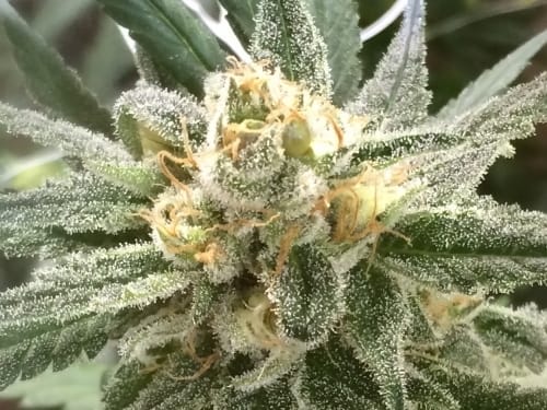 Mango Tango from Elemental Seeds