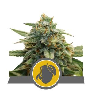 Mango Crunch from Royal Queen Seeds