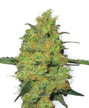Master Kush by White Label Seeds – 12/12 Photoperiod – Indoor-friendly – Hashy – image 1 – Seed City