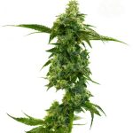 Master Kush by Seed City Seeds – Citrus – Couch Lock – Outdoor – image 1 – Seed City