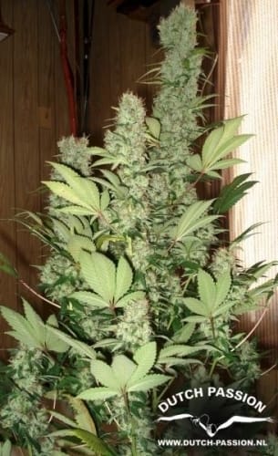 Master Kush from Dutch Passion Seeds