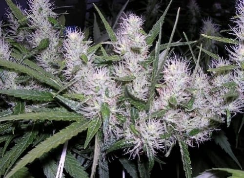 showing The End of October – Sweet – Indica – image 2 – Seed City