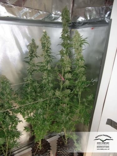 Master Kush cannabis seeds – The End of October – 12/12 Photoperiod – Resistant to Pests – image 3 from Seed City