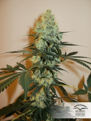 Image 4 of Master Kush cannabis by Dutch Passion Seeds – Sweet – Resistant to Pests – The End of October – Seed City