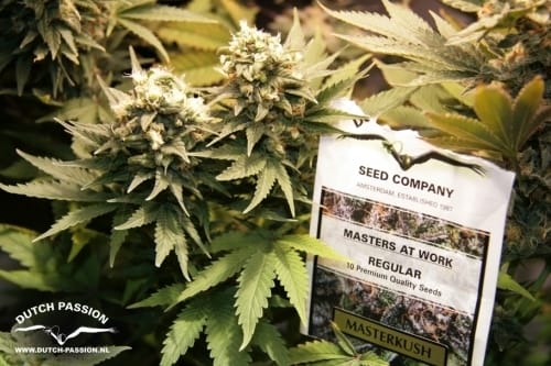12/12 Photoperiod – Sweet – Indica – Master Kush strain – image 5 – from Dutch Passion Seeds via Seed City