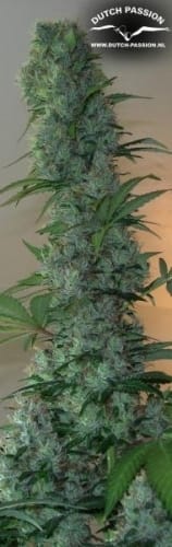 Master Kush cannabis seeds – Female seeds – Good for outdoor grow – 12/12 Photoperiod – image 6 from Seed City