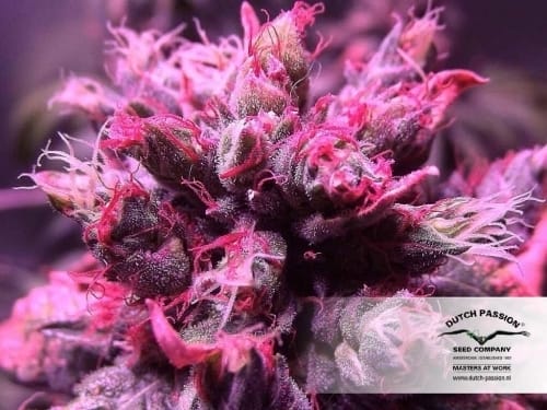 Image 7 of Master Kush cannabis by Dutch Passion Seeds – 12/12 Photoperiod – Resistant to Pests – Indica – Seed City