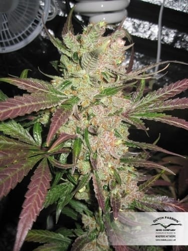 Master Kush cannabis seeds – The End of October – Female seeds – Resistant to Pests – image 8 from Seed City