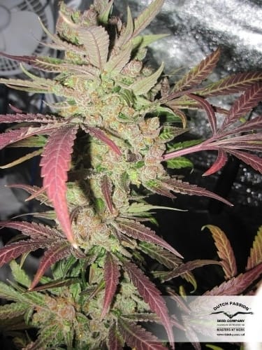 Image 9 of Master Kush cannabis by Dutch Passion Seeds – Resistant to Pests – Female seeds – Indica – Seed City