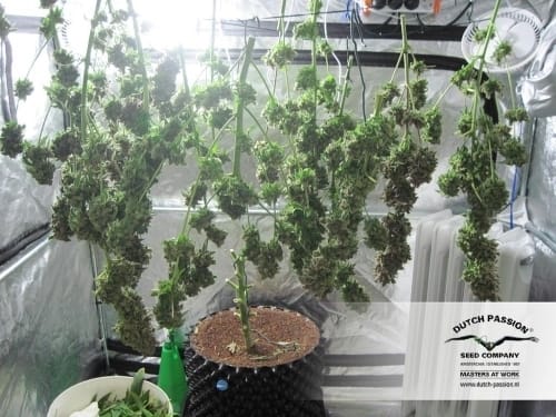 Master Kush cannabis seeds – Female seeds – Resistant to Pests – Indica – image 10 from Seed City