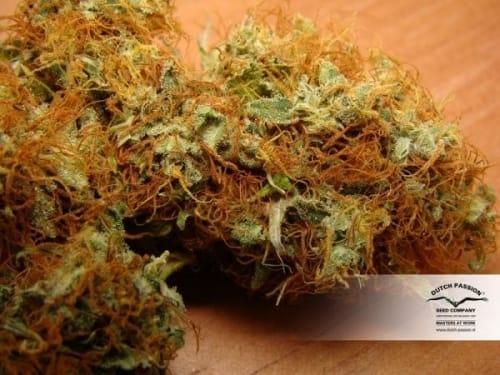 Contemplação – Feminizada – Haxixe – Mazar cepa – imagem 2 – de Dutch Passion Seeds via Seed City