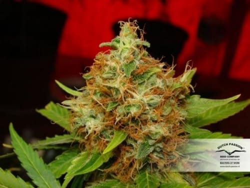 Mazar by Dutch Passion Seeds – Ideal para cultivo em ambientes internos – Fotoperíodo 12/12 – Alto rendimento – imagem 3 – Seed City