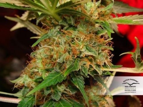 Mazar by Dutch Passion Seeds – Feminizada – Ideal para cultivo indoor – Predominância Indica – imagem 4 – Seed City