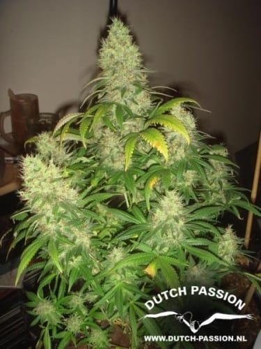 Imagem 5 de Mazar cannabis por Dutch Passion Seeds – Contemplação – Haxixe – Início de novembro – Seed City