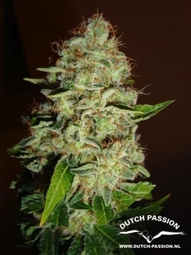 Imagem 6 de Mazar cannabis por Dutch Passion Seeds – Início de novembro – Fotoperíodo 12/12 – Contemplação – Seed City