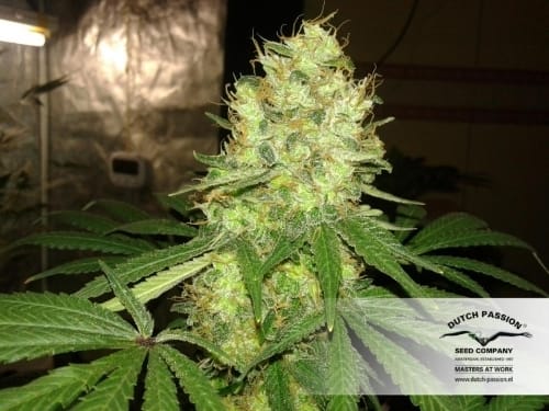 Imagem 7 de Mazar cannabis por Dutch Passion Seeds – Ideal para cultivo indoor – Predominância Indica – Alto rendimento – Seed City