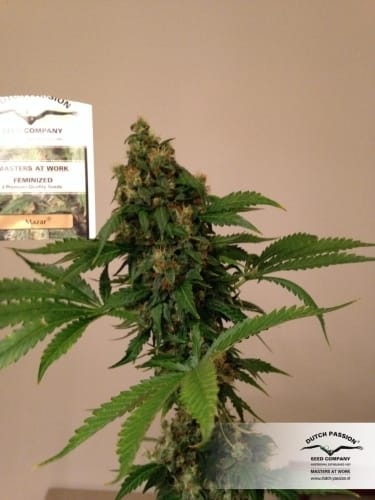 Mazar Sementes de cannabis – Início de novembro – Predominância Indica – Contemplação – imagem 8 de Seed City