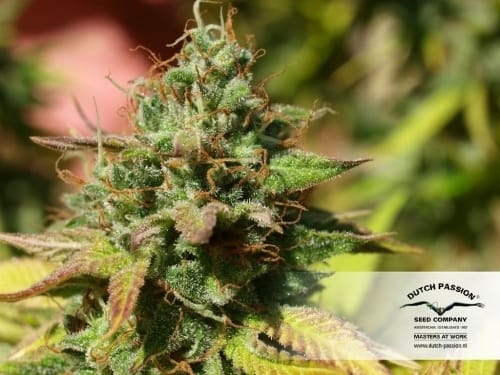 Imagem 10 de Mazar cannabis por Dutch Passion Seeds – Fotoperíodo 12/12 – Alto rendimento – Haxixe – Seed City