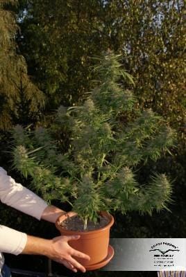 Mazar Sementes de cannabis – Predominância Indica – Feminizadas – Adequadas para cultivo indoor – imagem 12 de Seed City