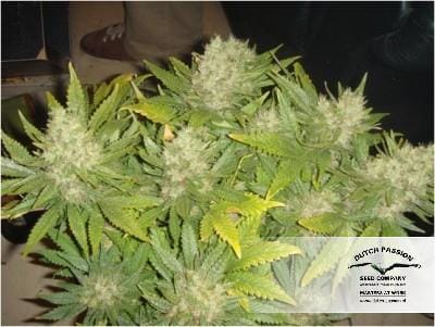 Mazar by Dutch Passion Seeds – Fotoperíodo 12/12 – Predominância Indica – Alto Rendimento – imagem 14 – Seed City