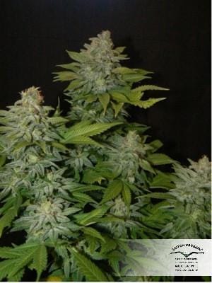 Mazar da Dutch Passion Seeds