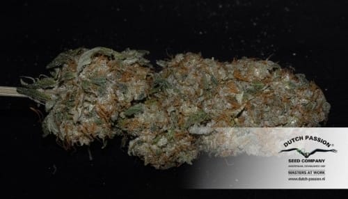 Ideal para cultivo em ambientes internos – Alto rendimento – Feminizada – Mazar cepa – imagem 16 – de Dutch Passion Seeds via Seed City