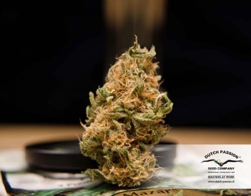 Mazar Sementes de cannabis – Início de novembro – Haxixe – Feminizadas – imagem 17 de Seed City