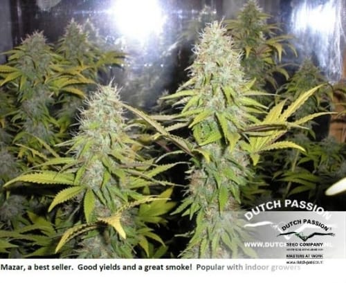 Imagem 18 de Mazar cannabis por Dutch Passion Seeds – Feminizada – Contemplação – Predominância Indica – Seed City