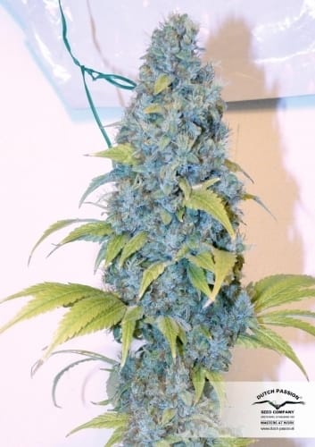 Mazar da Dutch Passion Seeds