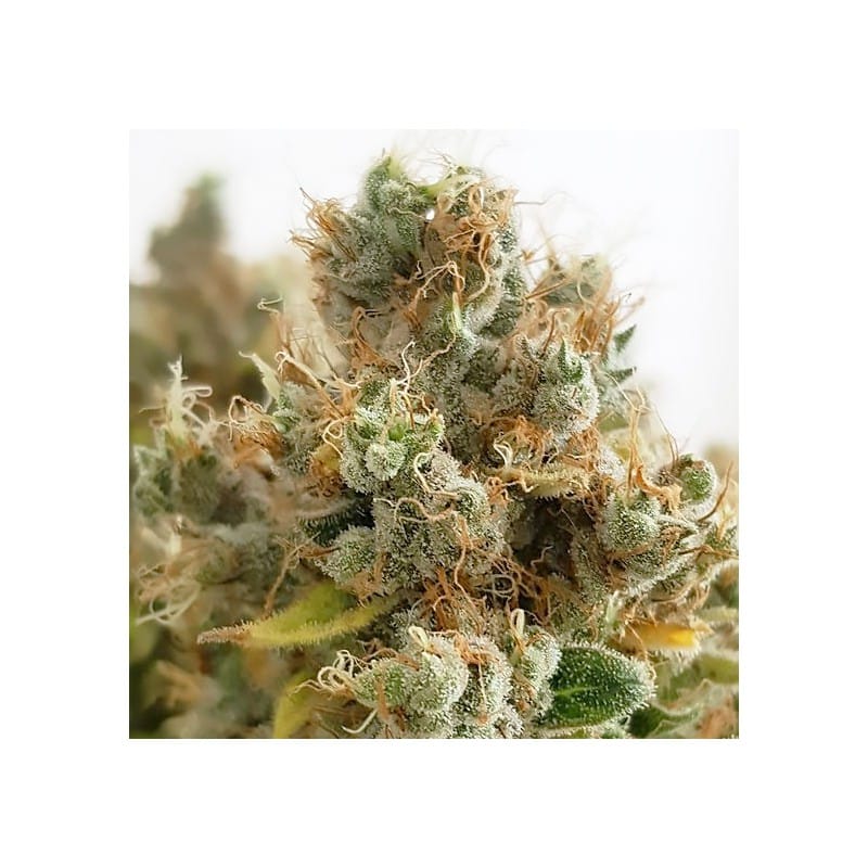 Mazar da Dutch Passion Seeds