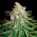 Mazar x Great White Shark cannabis seeds – Guaranteed female plants – Woodsy – Super Strength – image 1 from Seed City