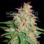 Relaxing – Female seeds – Woodsy – Mazar x White Rhino strain – image 1 – from World of Seeds via Seed City
