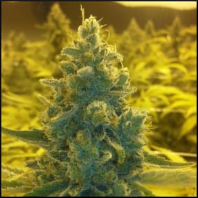 CBD Medi Haze from CBD Crew Seeds