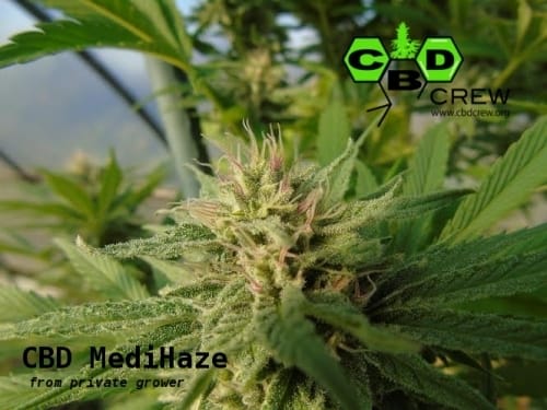 showing High CBD – Greenhouse – Feminized – image 2 – Seed City