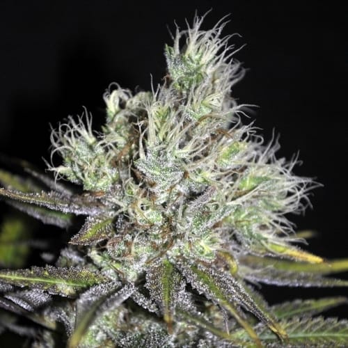 CBD Medi Haze by CBD Crew Seeds – Greenhouse – Feminized – High CBD – image 3 – Seed City