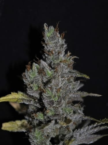 12/12 Photoperiod – Feminized – High CBD – CBD Medi Haze strain – image 4 – from CBD Crew Seeds via Seed City