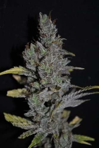 12/12 Photoperiod – Feminized – Mostly Sativa – CBD Medi Haze strain – image 5 – from CBD Crew Seeds via Seed City