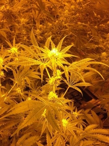 CBD Medi Haze from CBD Crew Seeds
