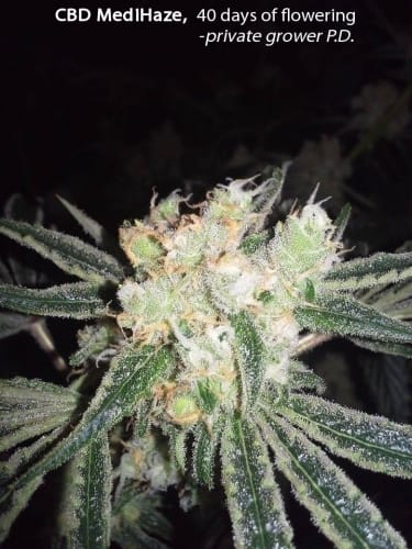 CBD Medi Haze from CBD Crew Seeds