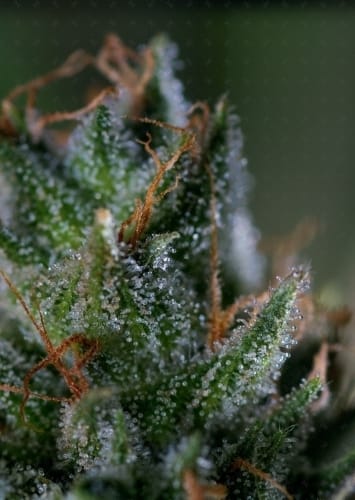 High CBD – 12/12 Photoperiod – High Yielding – Medicritical strain – image 2 – from Genofarm Seeds via Seed City