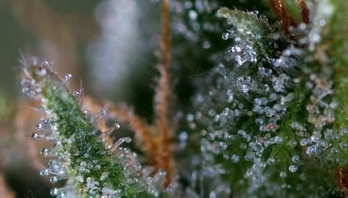 Medicritical by Genofarm Seeds – High Yielding – Mostly Indica – Feminized – image 3 – Seed City