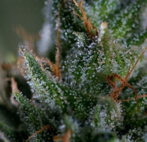 Image 4 of Medicritical cannabis by Genofarm Seeds – High Yielding – High CBD – Mostly Indica – Seed City