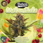 MelonSicle by TH Seeds – Creative – High Yielding – 12/12 Photoperiod – image 1 – Seed City